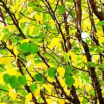 P1000075 autumn.JPG